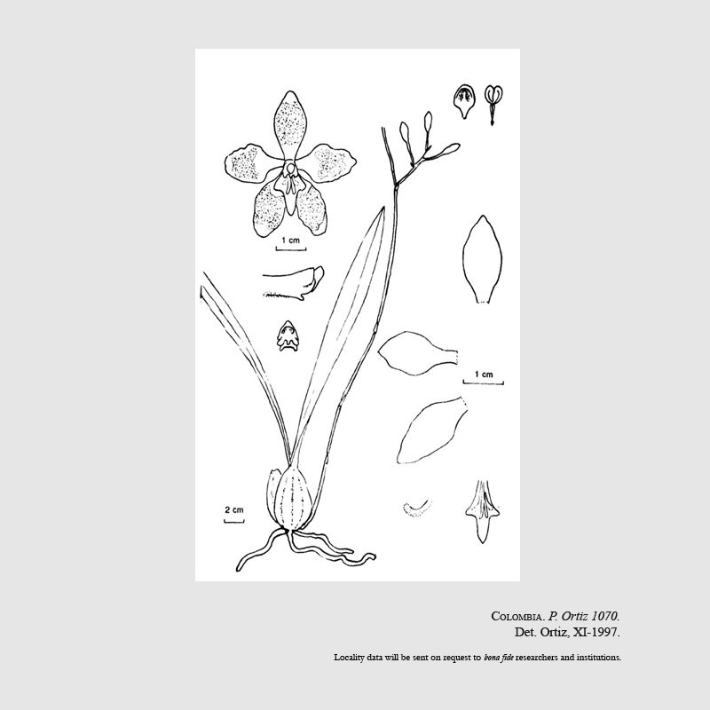 Oncidium povedanum